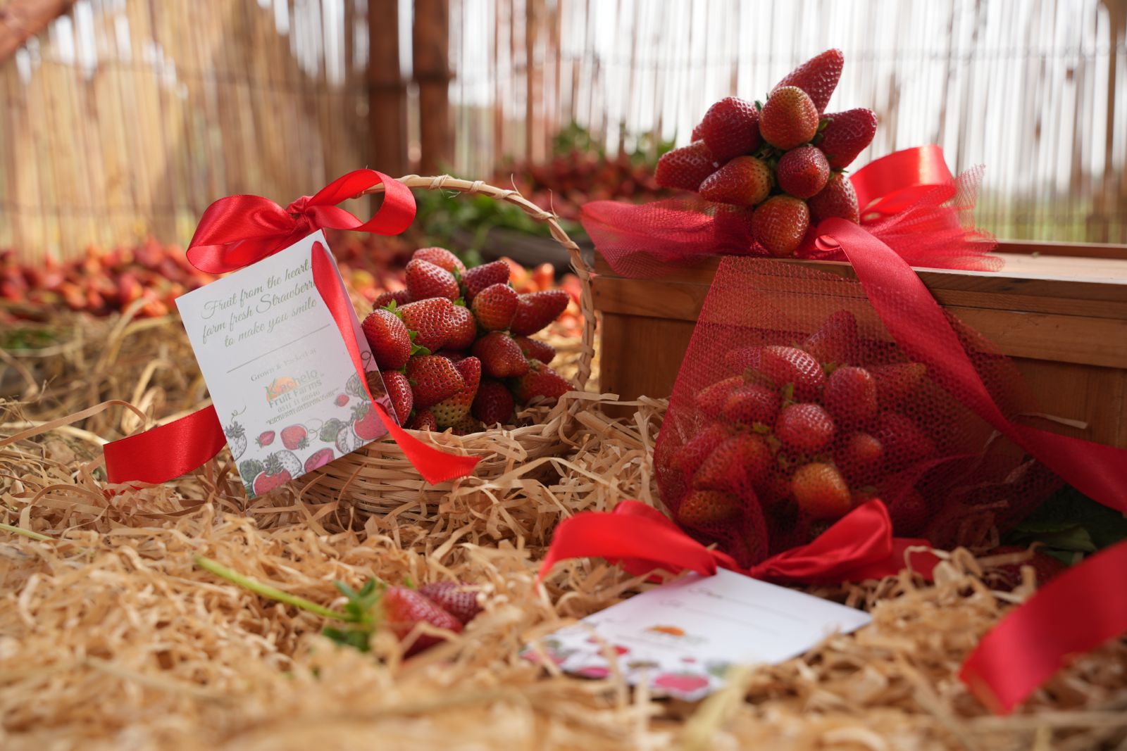 Kachelo Fruit Farms - Strawberries Pakistan (2)