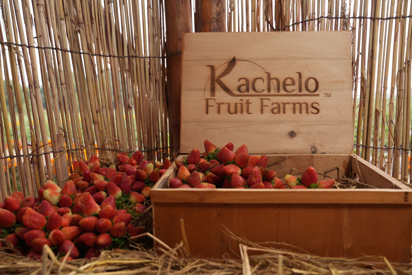 Kachelo Fruit Farms - Strawberries Pakistan (3)